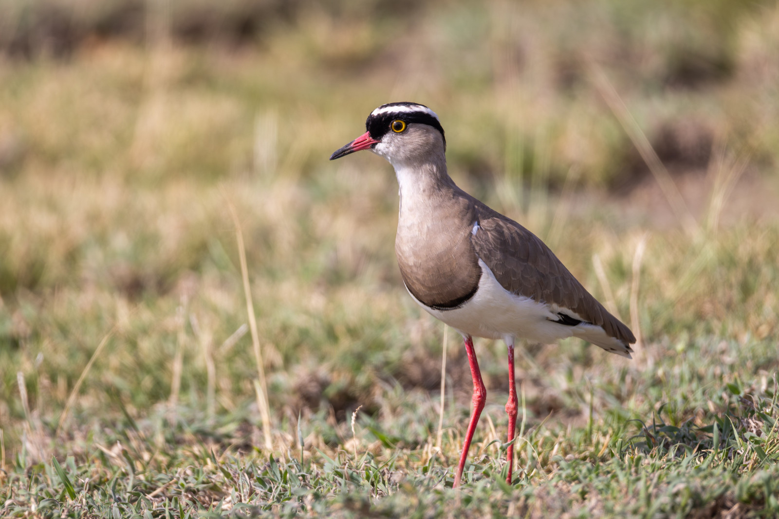 image Crowned Lapwing